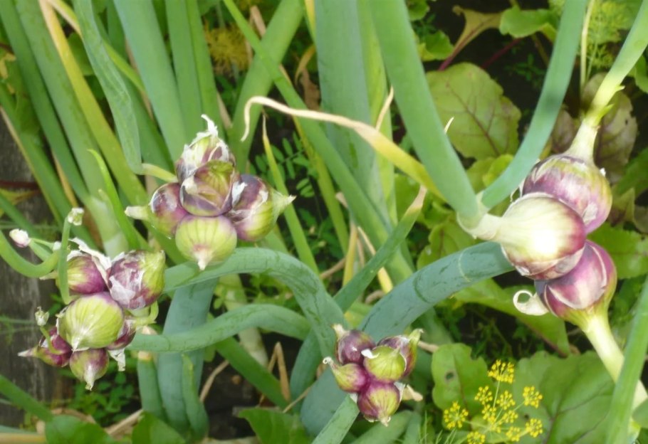 Лук ре́пчатый