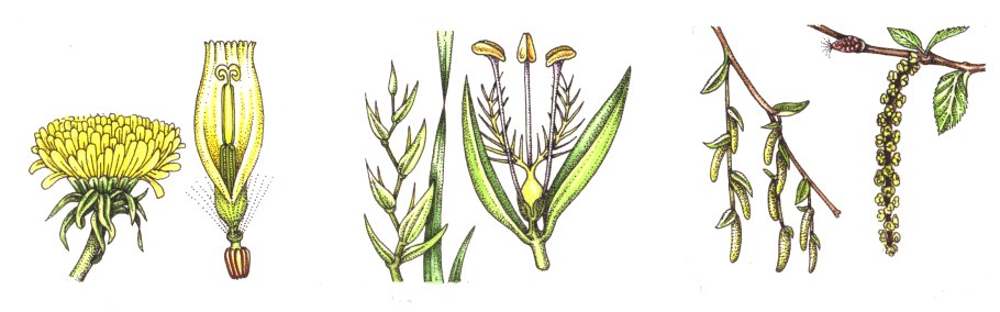 Лук Allium Cepa