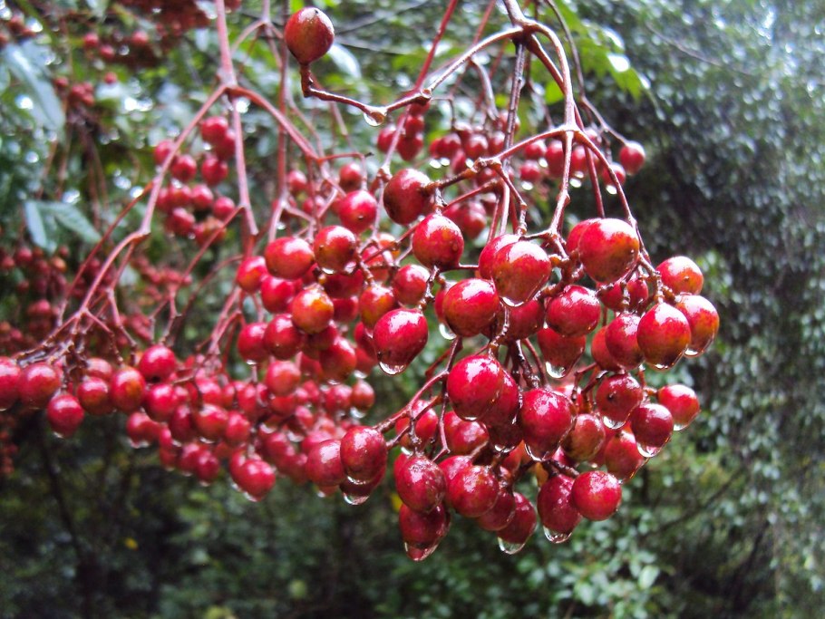 Дерево гордости