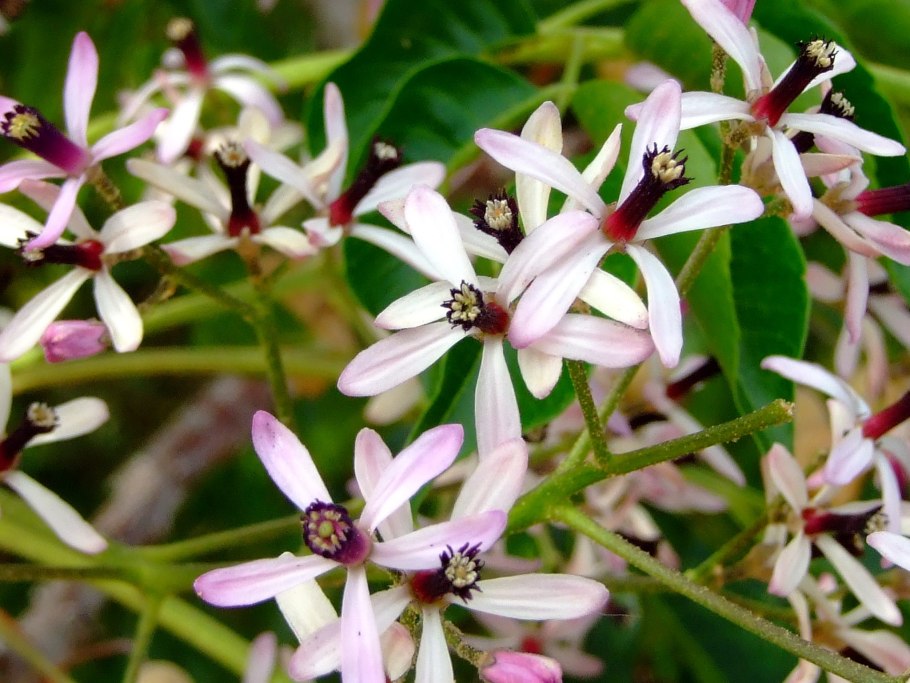 Ветви израильских деревьев