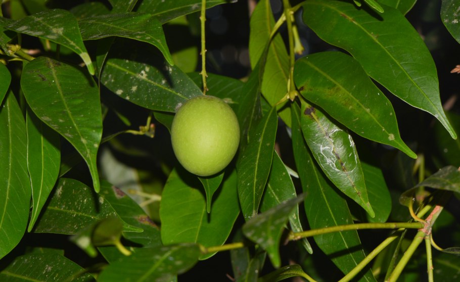 Мицена мелиевая (Mycena meliigena)