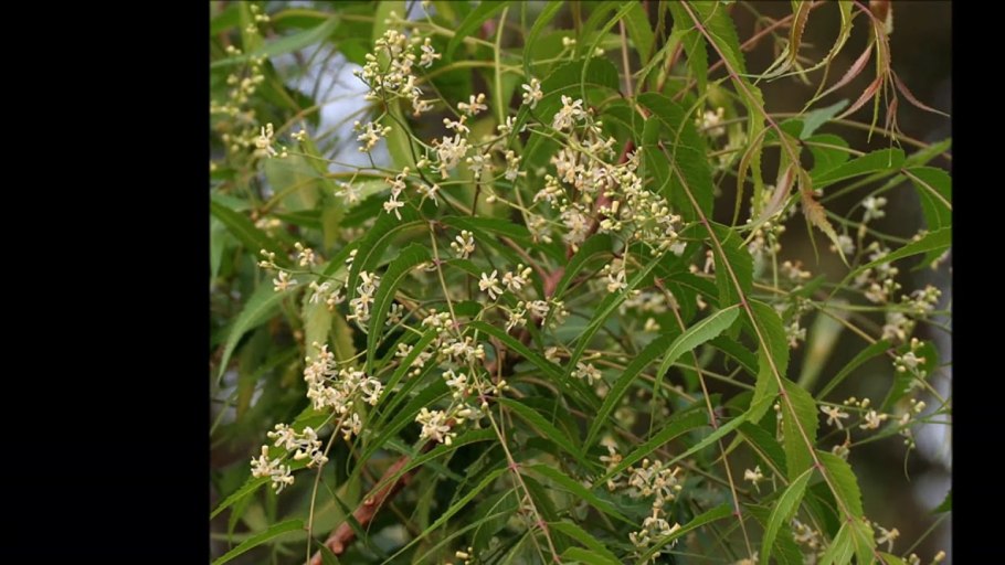 Лангсат фрукт