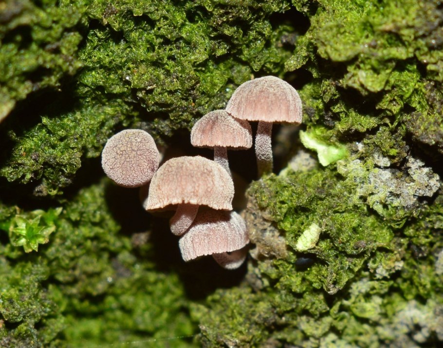 Мелия ацедарах в Израиле красивое дерево