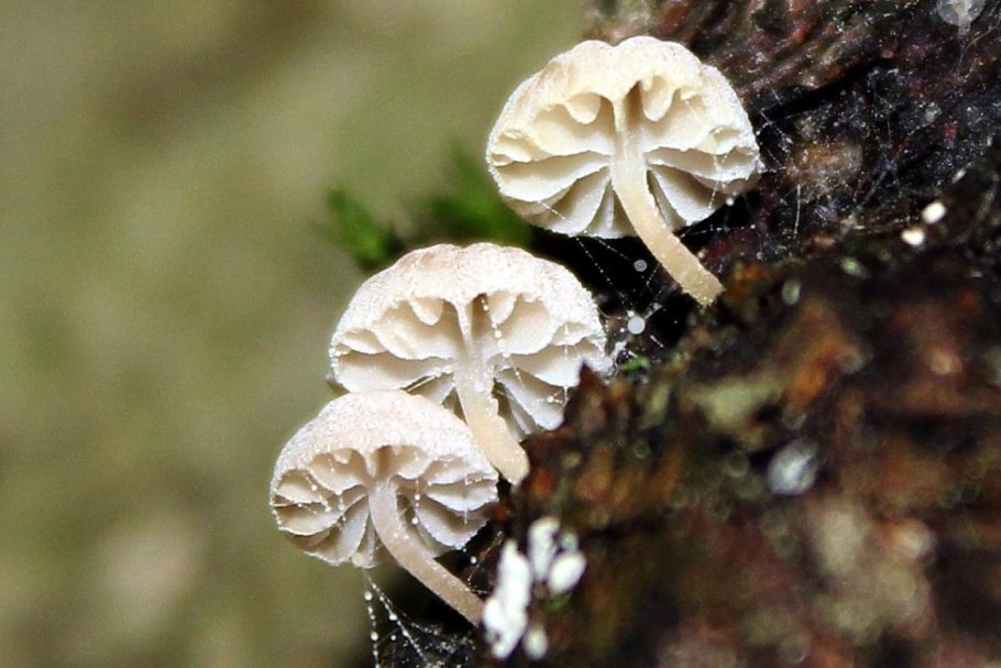 Мицена мелиевая (Mycena meliigena)