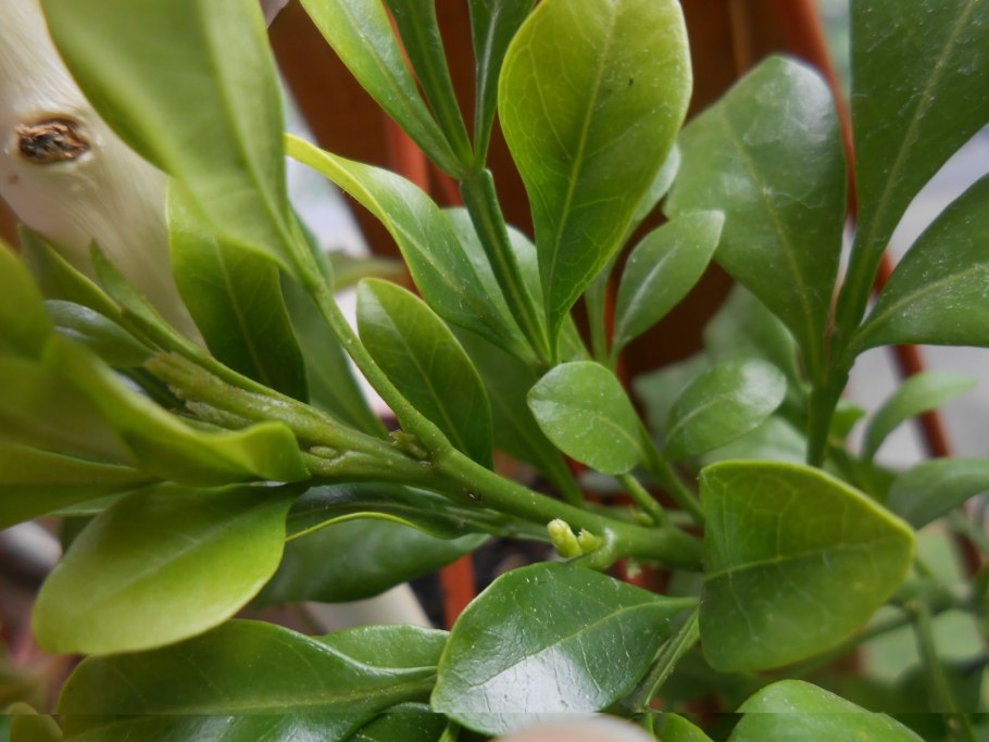 Мицена мелиевая (Mycena meliigena)