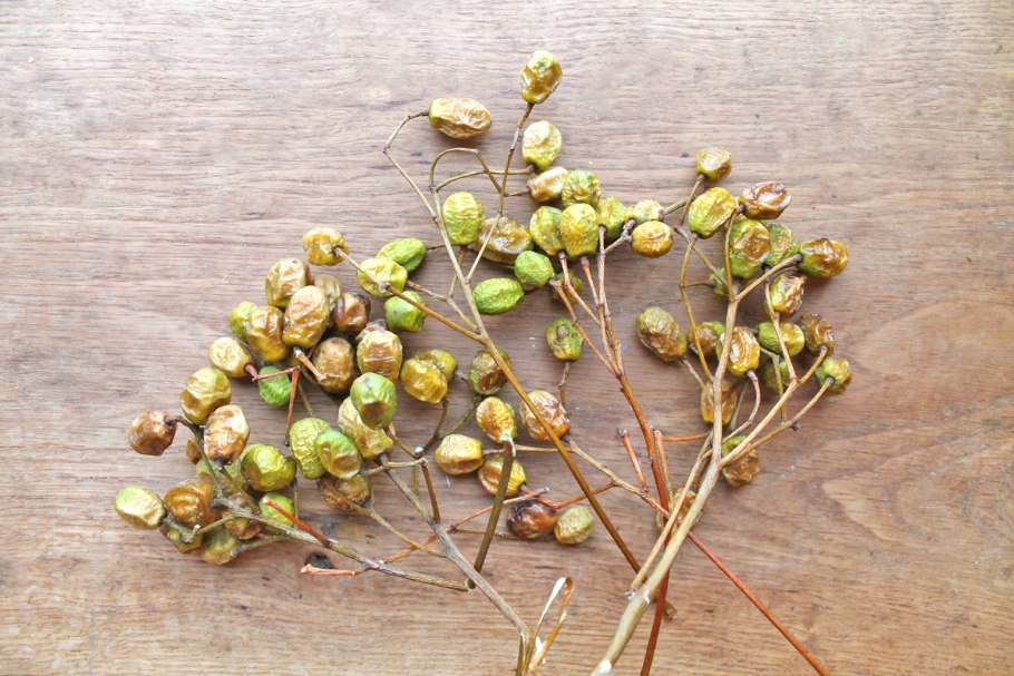 Мелия гималайская листья