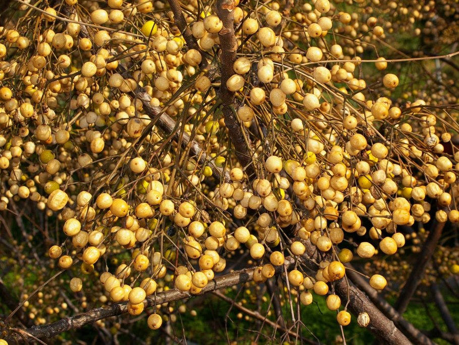 Мелия азедарах дерево