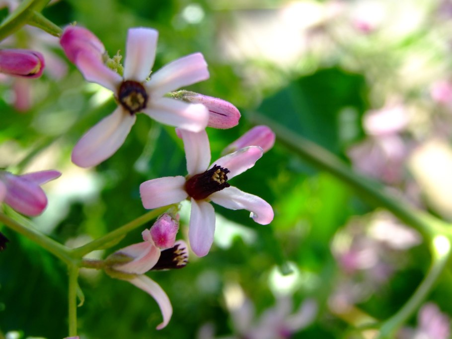 Картинка цветки Мелии персидской