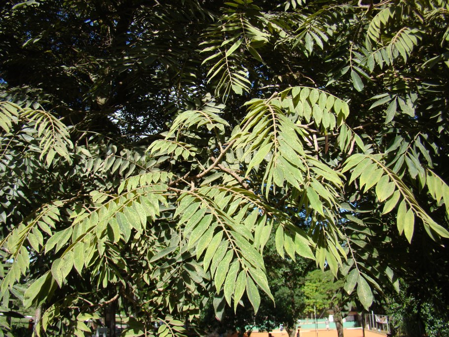 Мелия рисунок