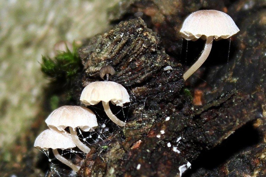 Ботаника дерево