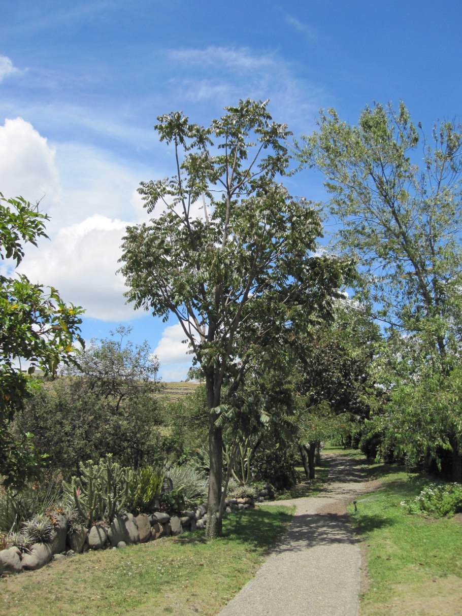 Мицена мелиевая (Mycena meliigena)