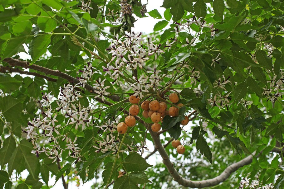 Мелия азедарах