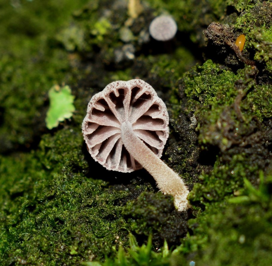 Горшечное растение бромелия