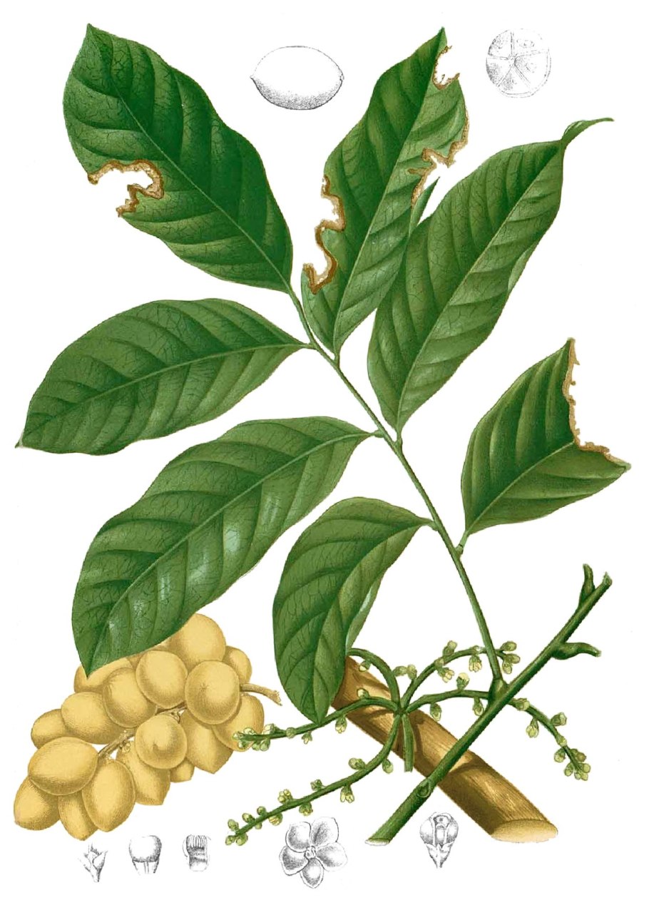 Цедрела Тондуза