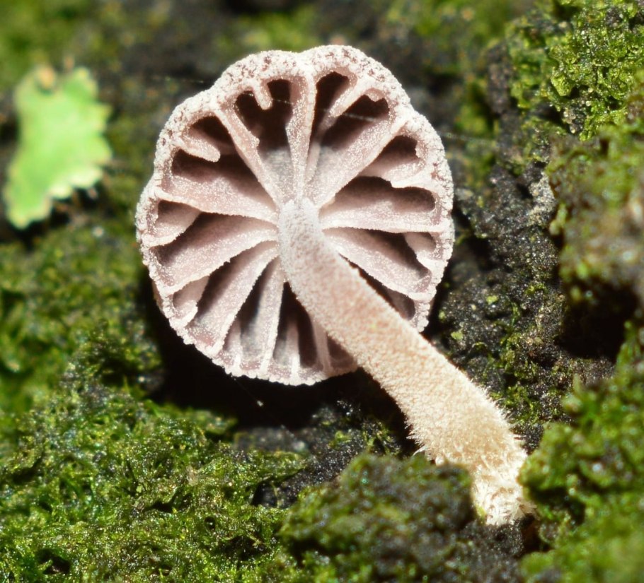 Мицена склонённая Mycena supina.