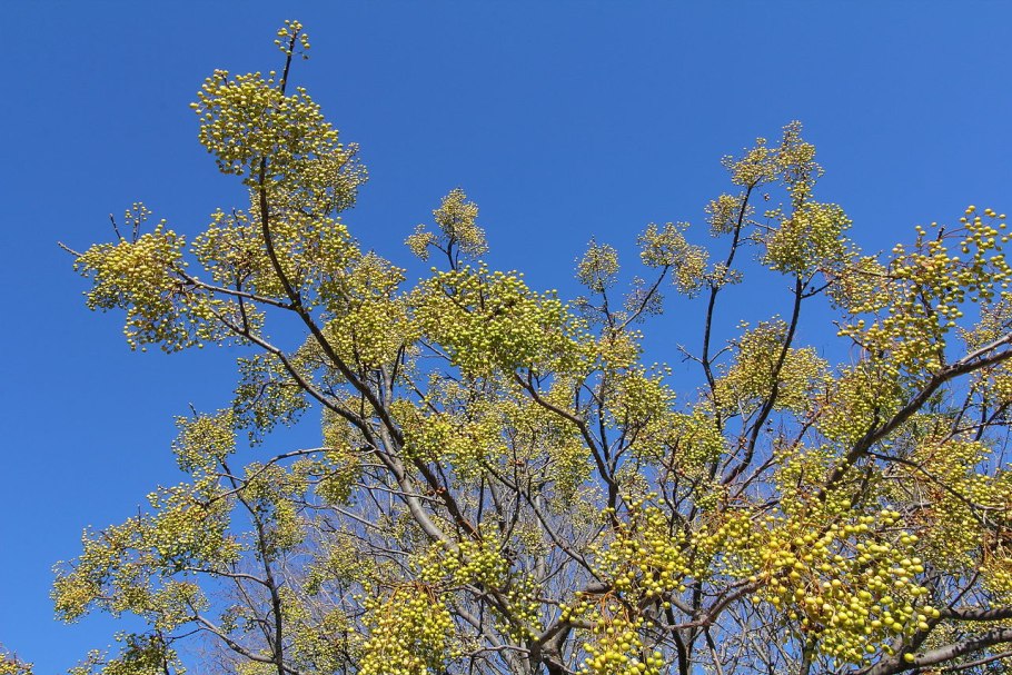 Мелия гималайская дерево