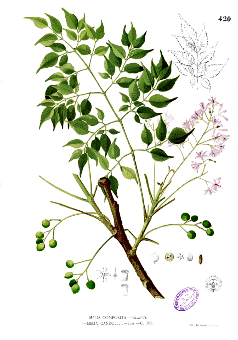 Ягоды Мелиа