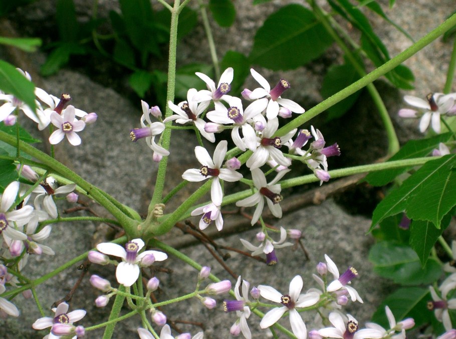 Мицена мелиевая (Mycena meliigena)