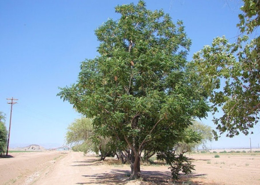 Дерево Сантола