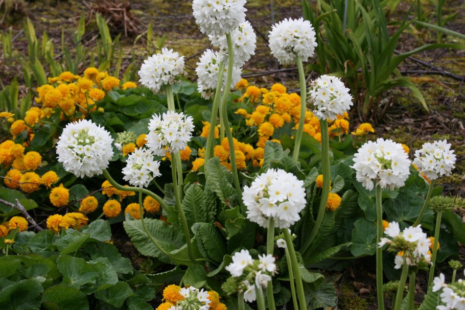 Примула мелкозубчатая Лилак