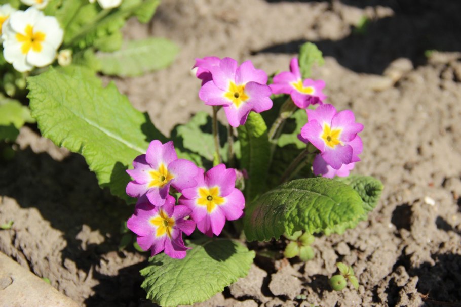 Примула мелкозубчатая Лилак