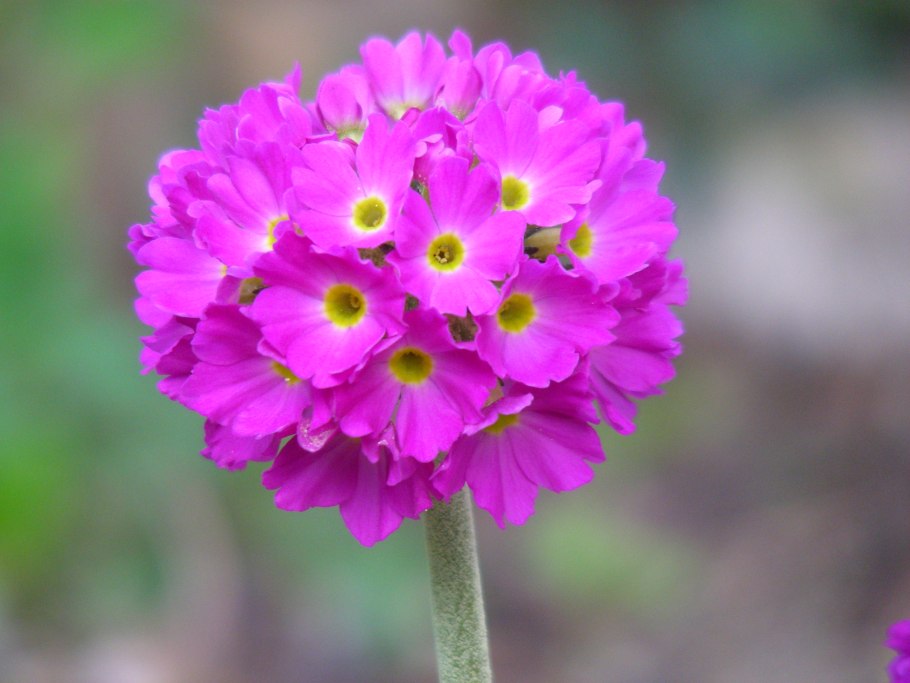 Мелкозубчатая примула многолетняя