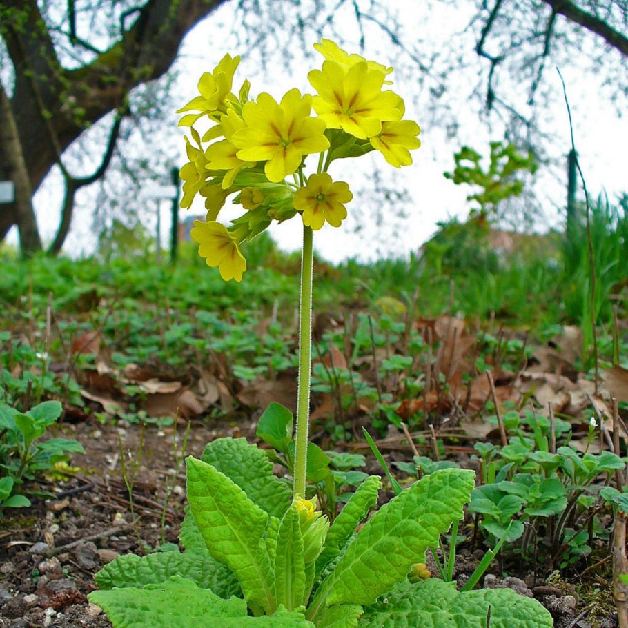 Примула зубчатая