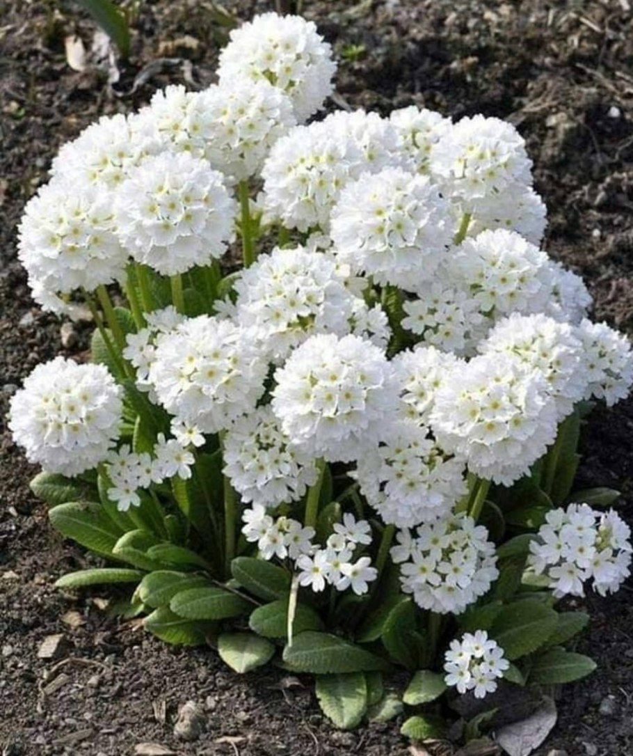 Примула мелкозубчатая Кашмериана