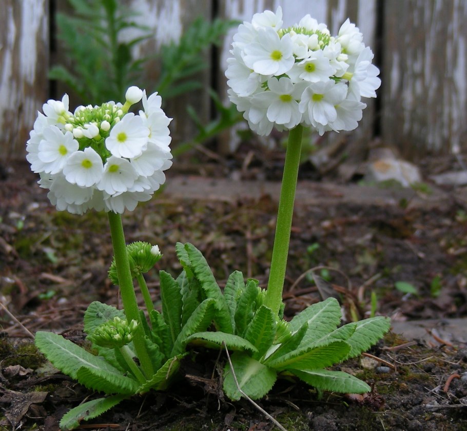 Примула мелкозубчатая Лилак
