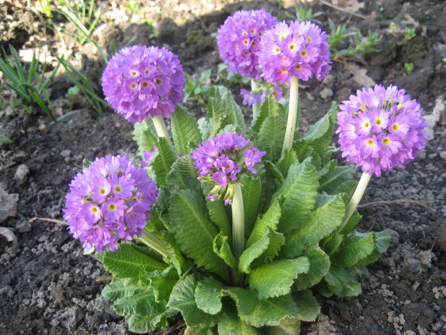 Примула мелкозубчатая Альба