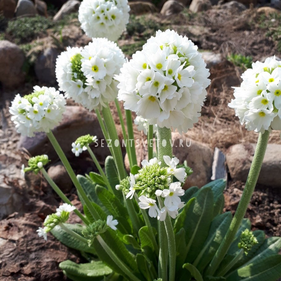 Примула мелкозубчатая Альба