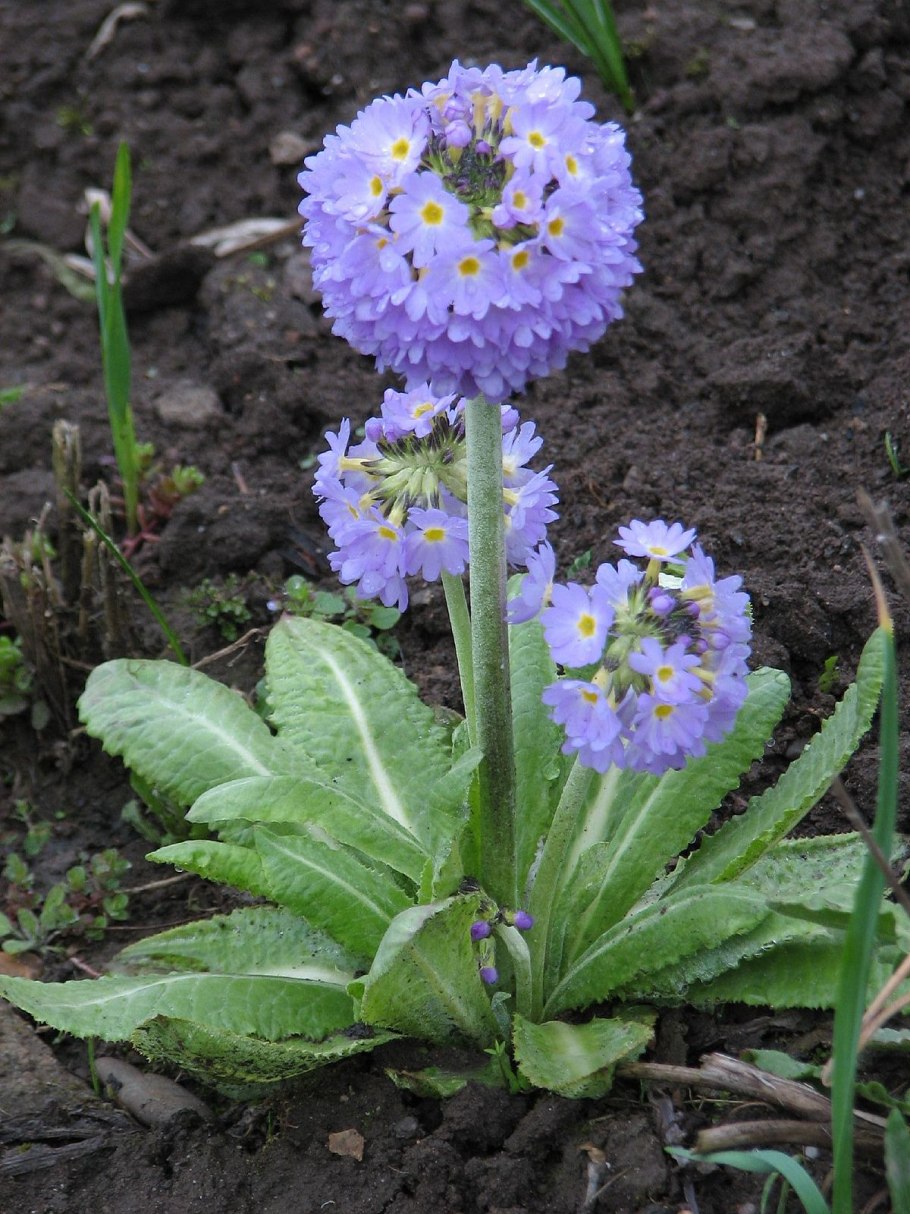 Примула мелкозубчатая Рубин