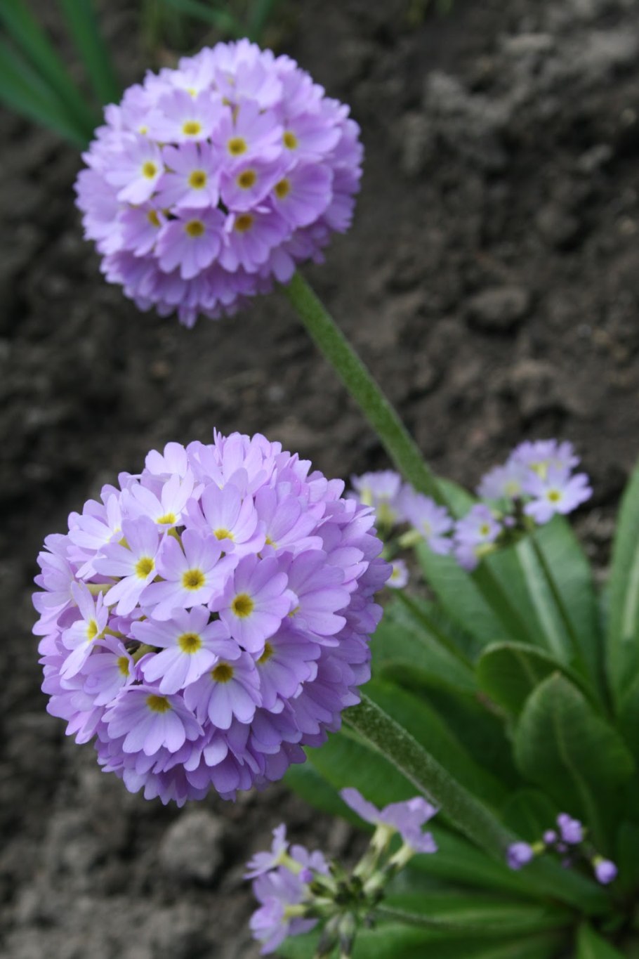 Примула мелкозубчатая Рубин