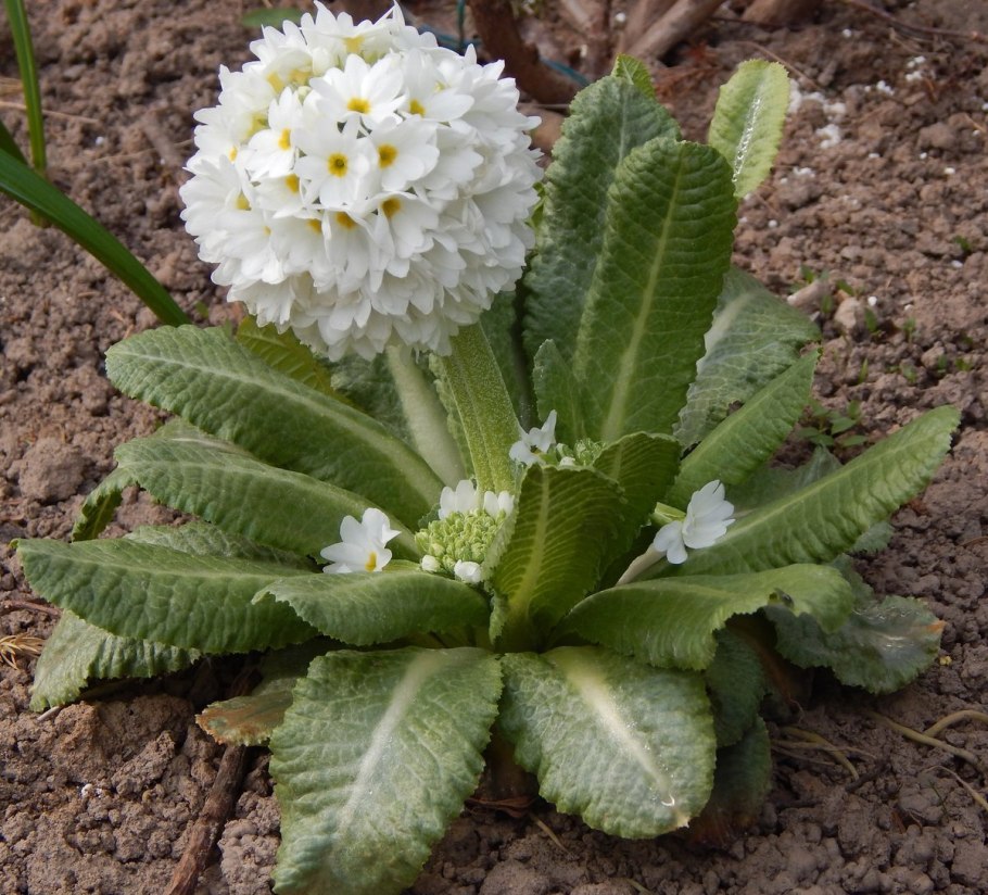 Примула мелкозубчатая - Primula