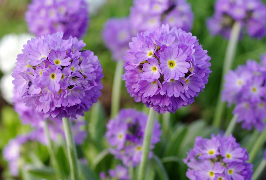 Примула мелкозубчатая Альба