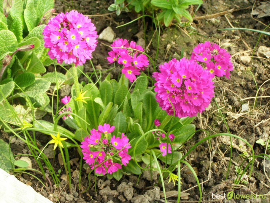 Примула зубчатая Альба