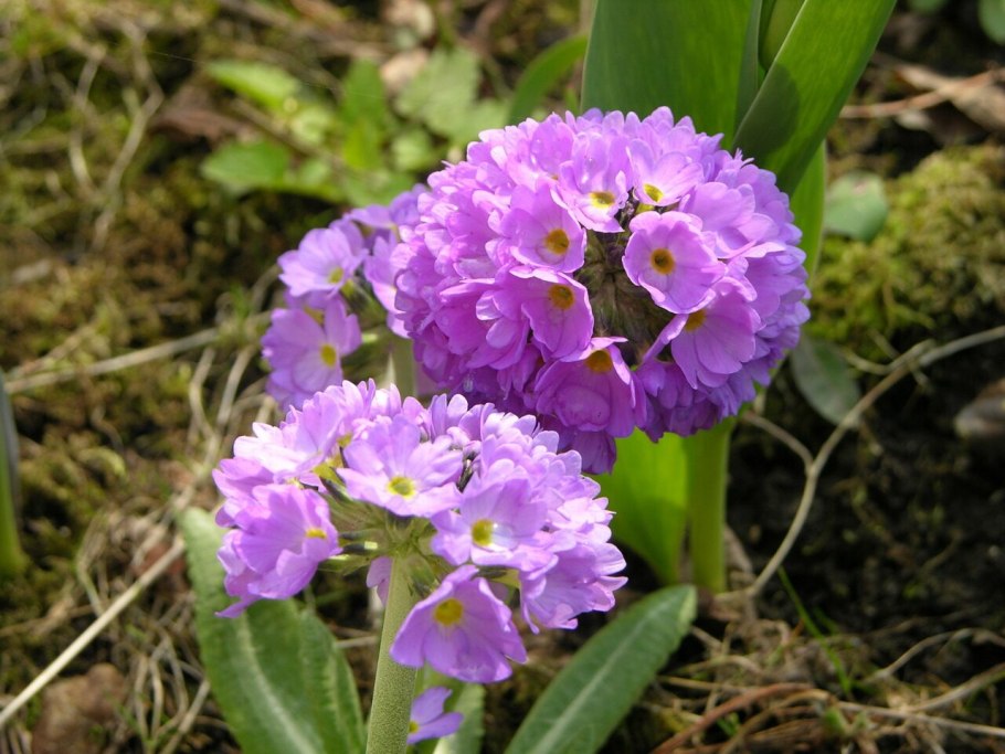 Примула мелкозубчатая denticulata Alba