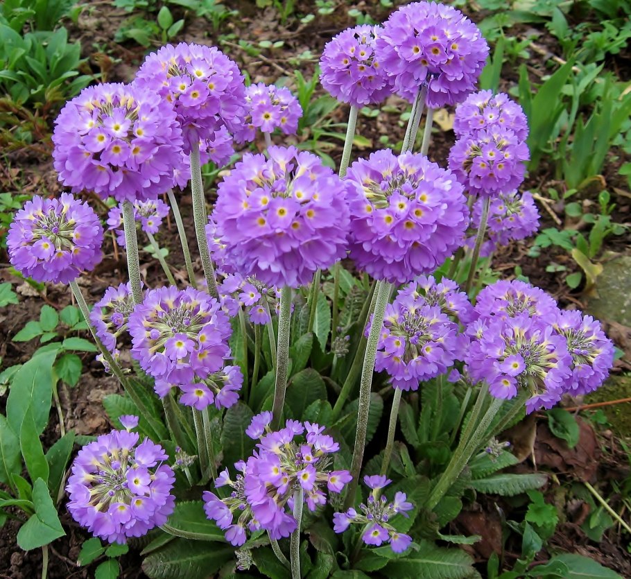 Примула мелкозубчатая голубая