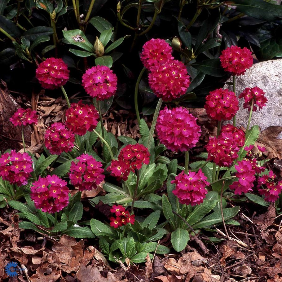 Примула мелкозубчатая купить