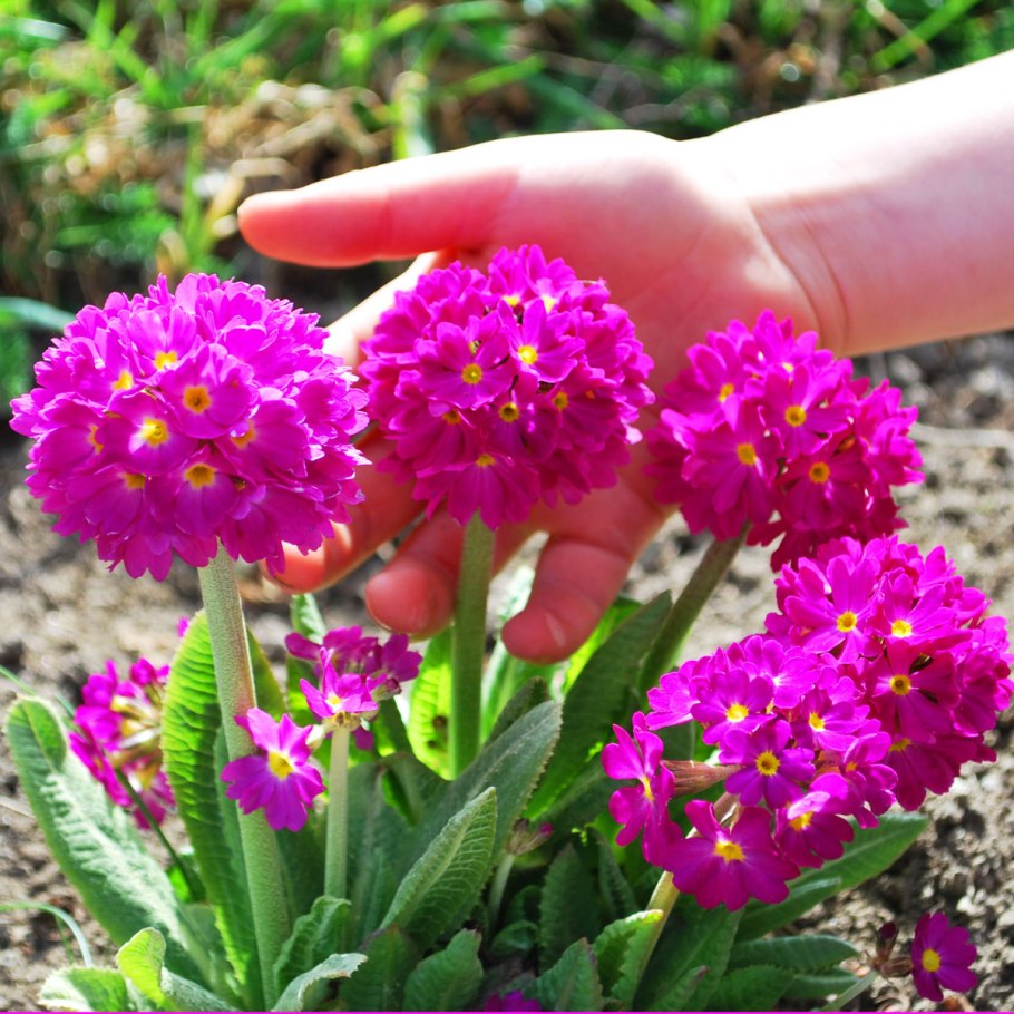 Примула мелкозубчатая rubra