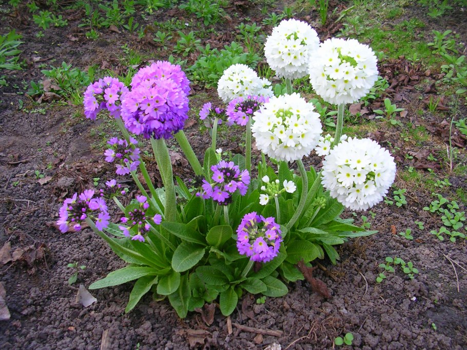 Примула мелкозубчатая Рубин