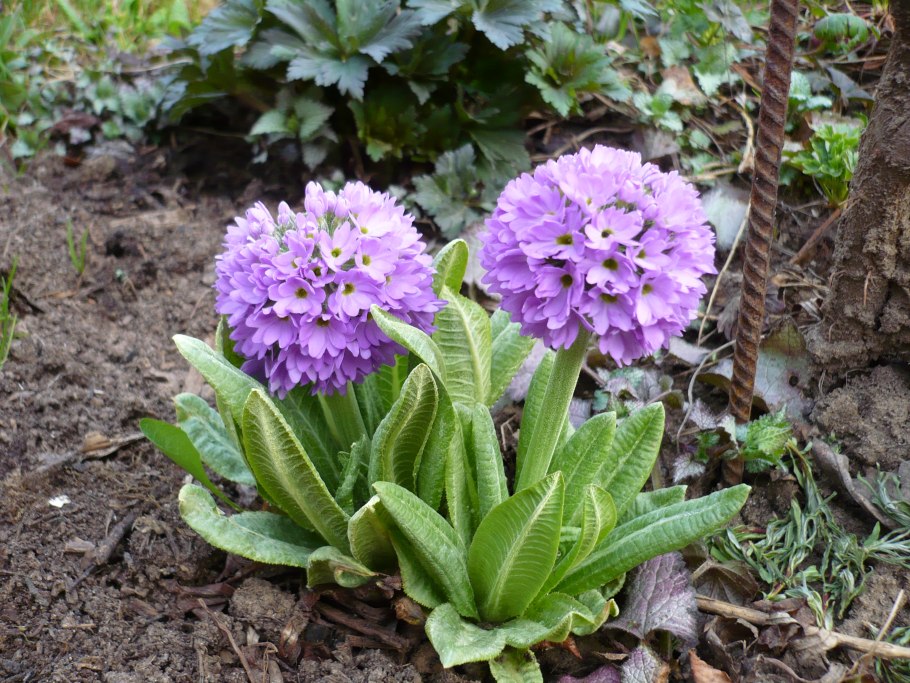 Примула мелкозубчатая Pink