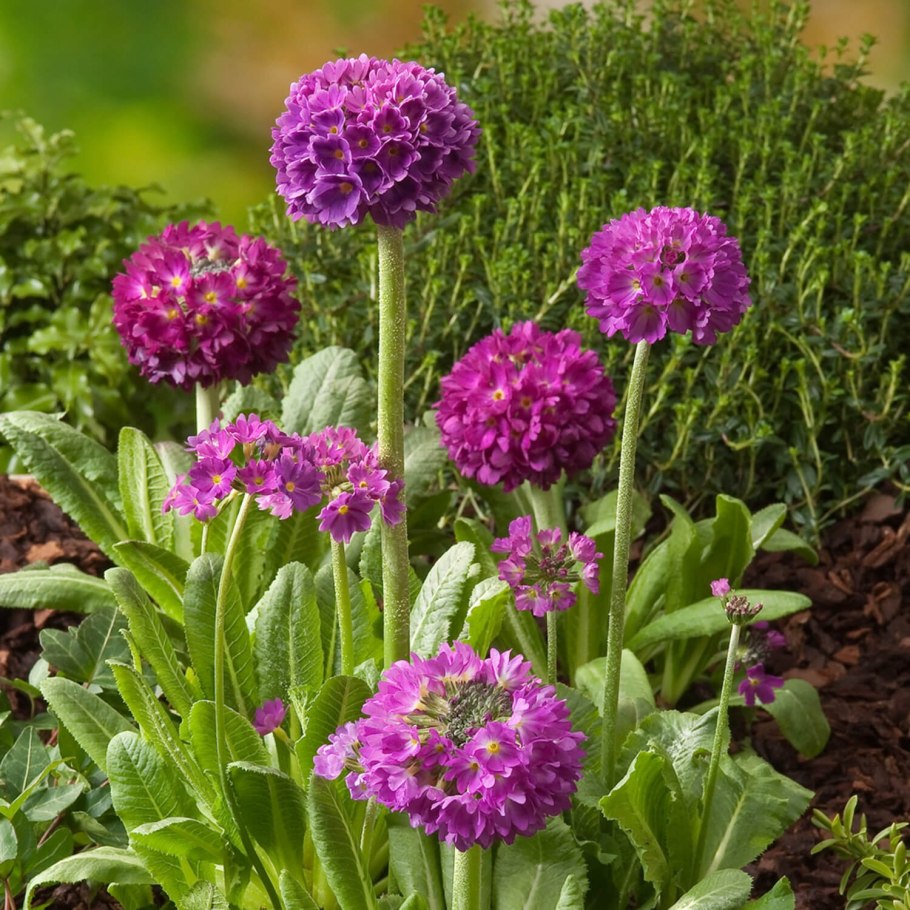 Примула мелкозубчатая Лилак