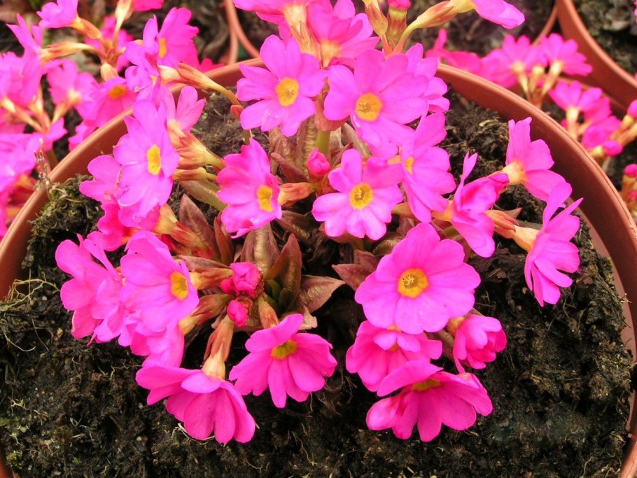 Примула мелкозубчатая Альба