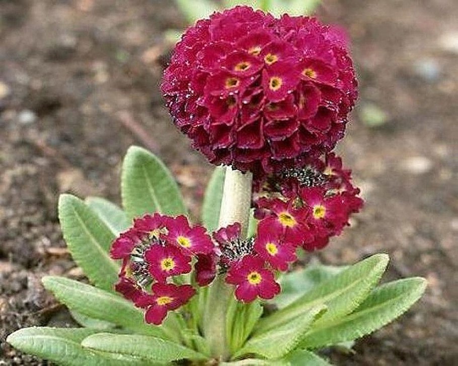 Примула бесстебельная (Primula acaulis)