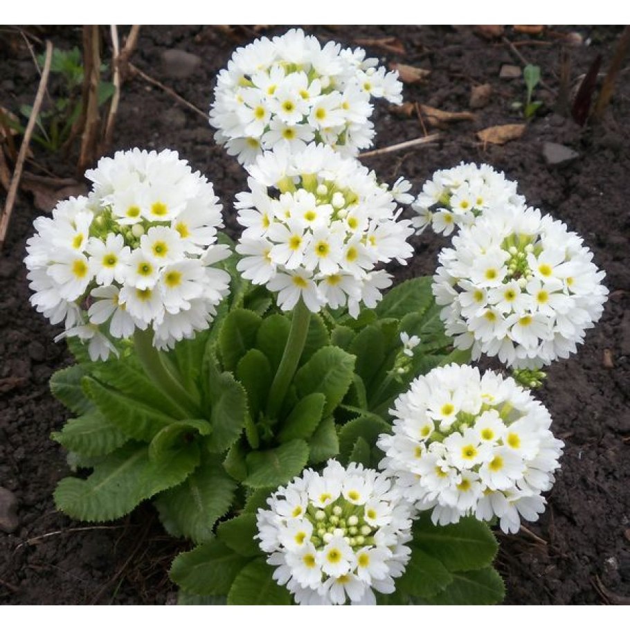 Примула мелкозубчатая Уайт