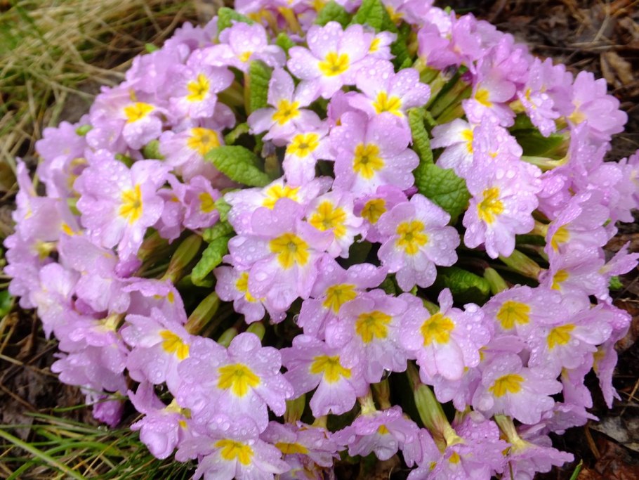 Примула мелкозубчатая Pink