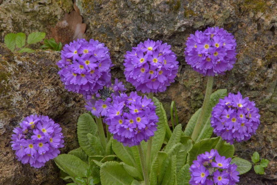 Примула мелкозубчатая Лилак