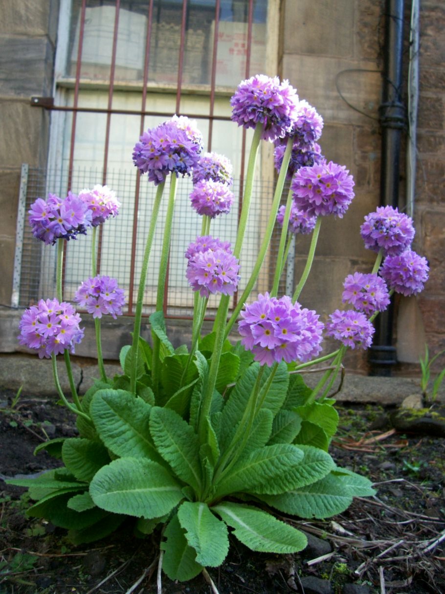 Примула мелкозубчатая Пинк