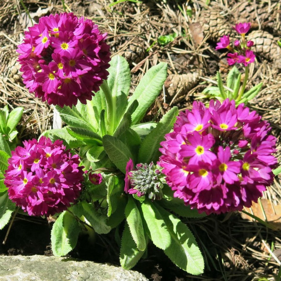 Примула мелкозубчатая Лилак